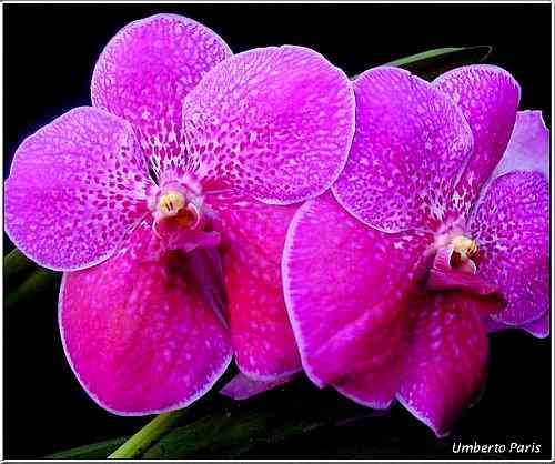 Vanda Robert Delight